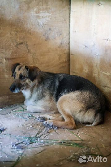 Собака Глаша из приюта Некрасовка