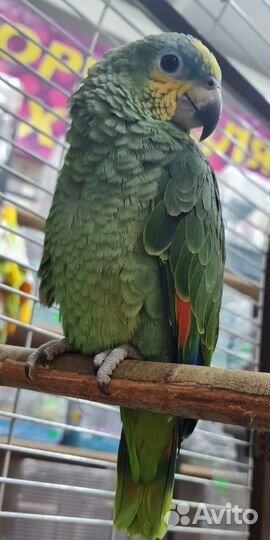 Амазон Венесуэльский