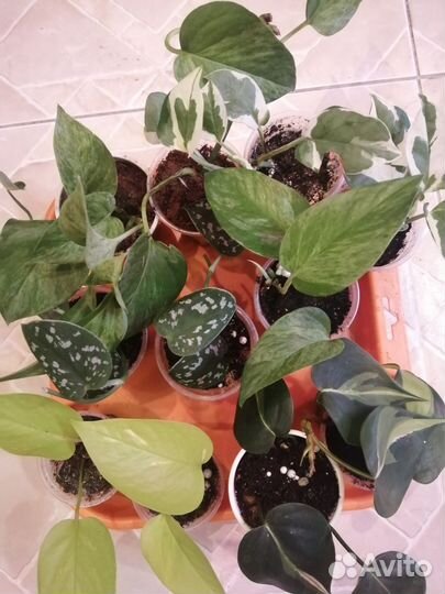 Эпипремниум