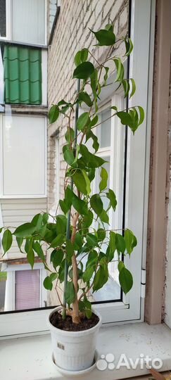 Фикус Бенджамина 90 см