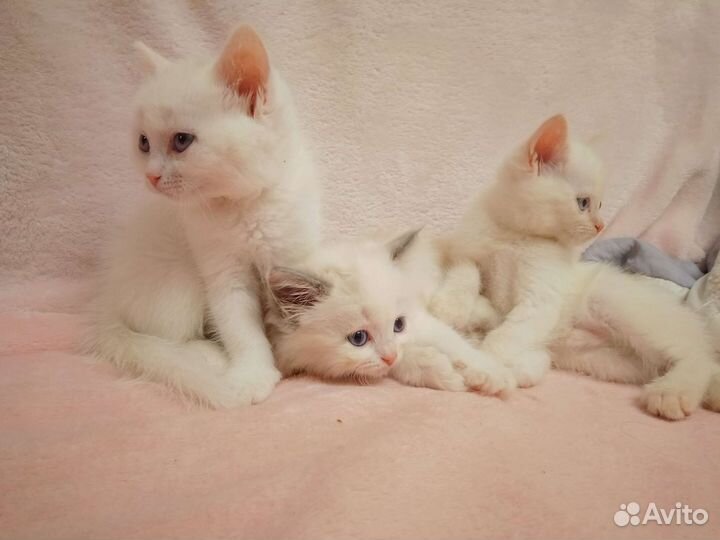 Милые пушистые котята