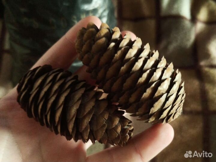 Шишка еловая
