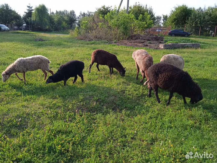 Овцы бараны