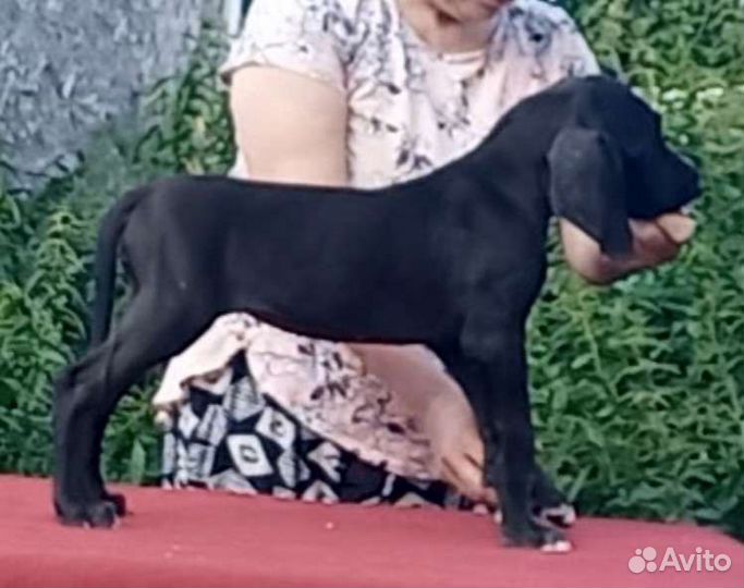 Щенки немецкого дога