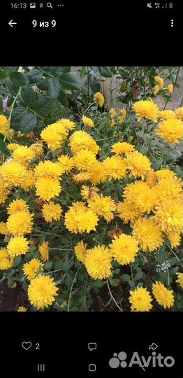 Хризантемы