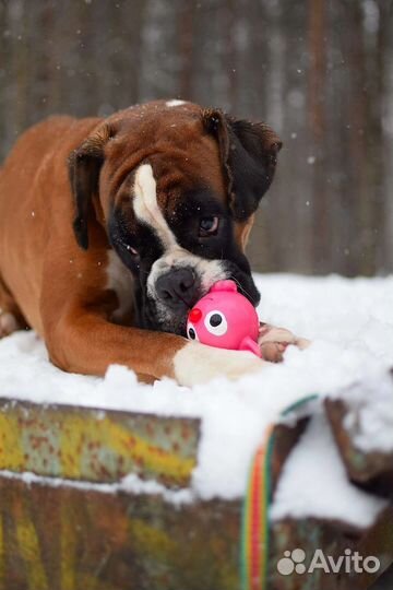 Передержка собак