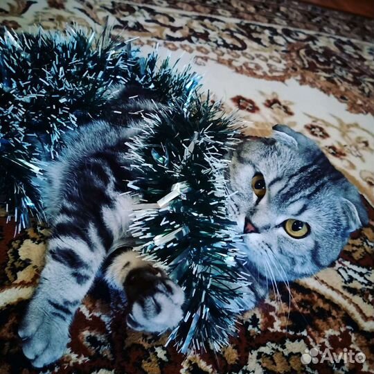 Кот на вязку шотландский вислоухий