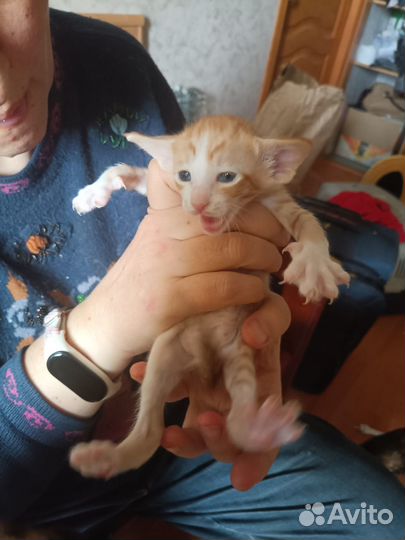 Ориентальные котята