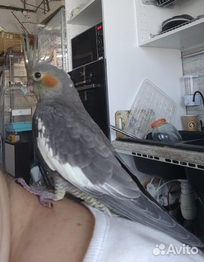 Продам попугая Корелла