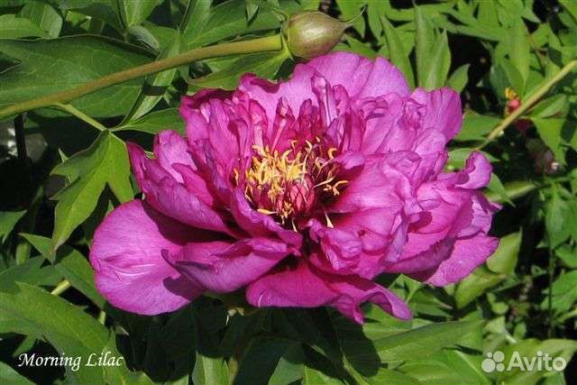 Пион ито-гибрид 