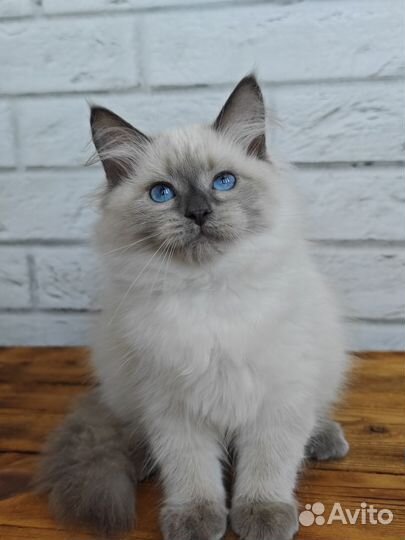 Нежная малышка