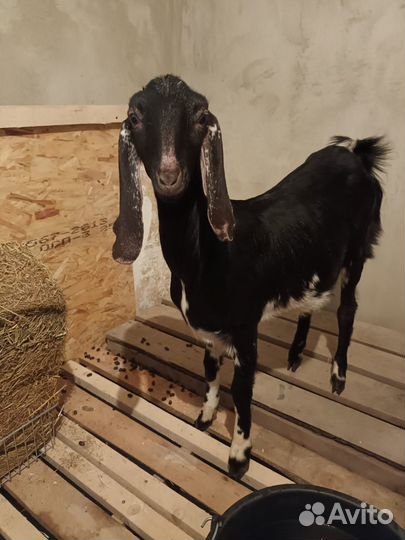 Продам коз