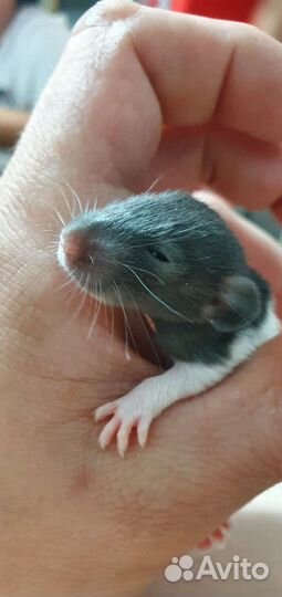 Крыса дамбо мальчик