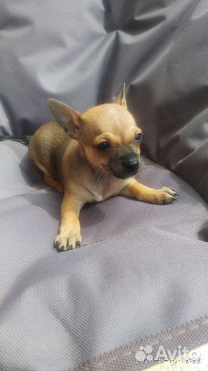 Той-терьер щенки