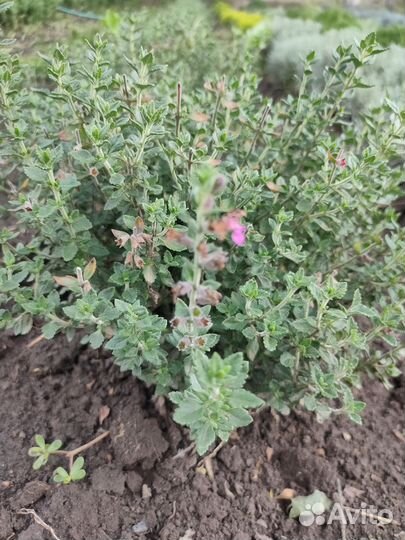 Продам декорации