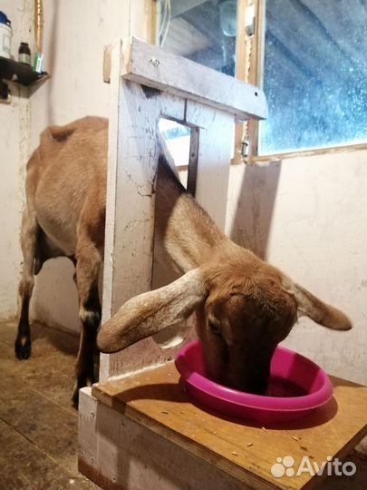 Коза дойная