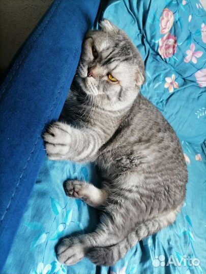 Британский кот