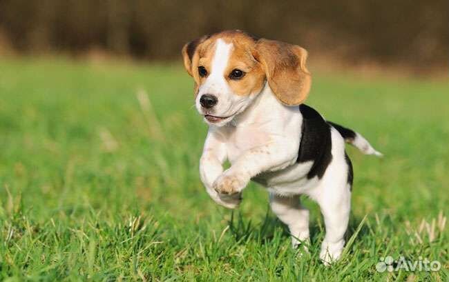 Щенки бигль