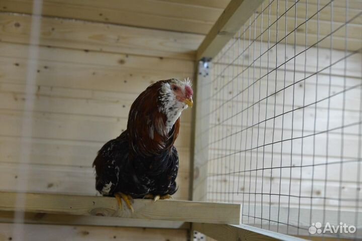 Орловская порода кур петух