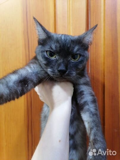 Кошка интересный окрас