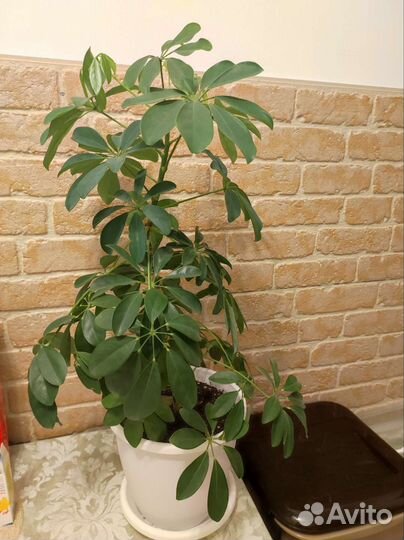 Цветок шефлера