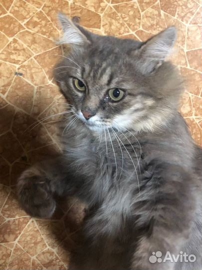 Самый ласковый котик ищет дом и семью