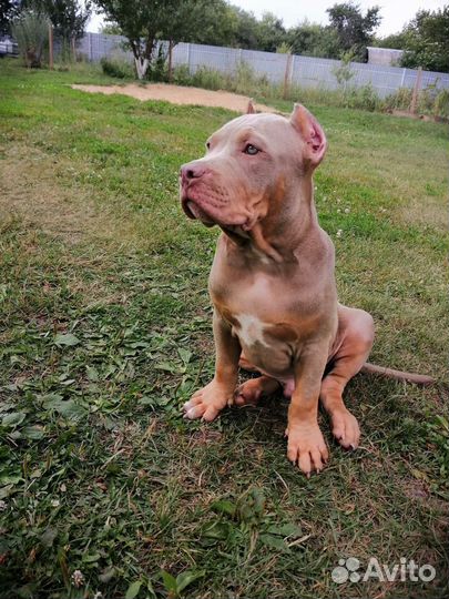 Американский булли classic