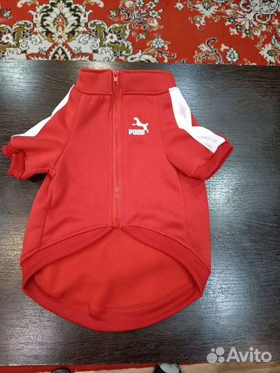 Одежда для собак