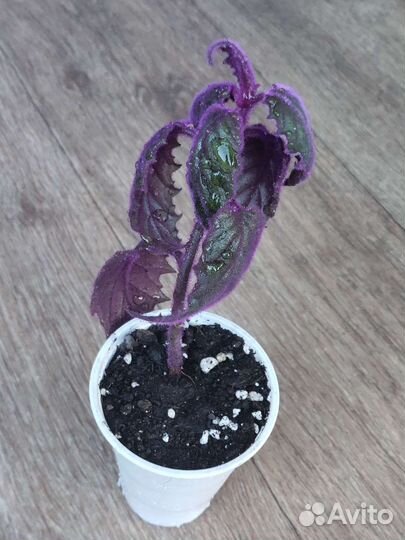 Гинура вариегатная