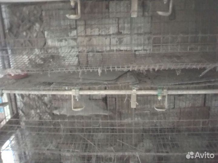 Клетка для курей