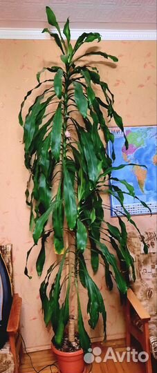 Драцена душистая массанжеана