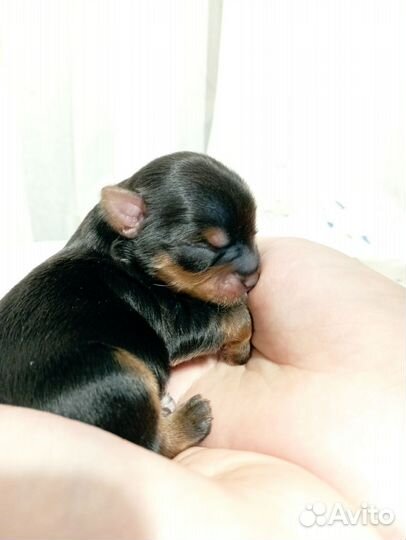 Щенок йоркширского терьера