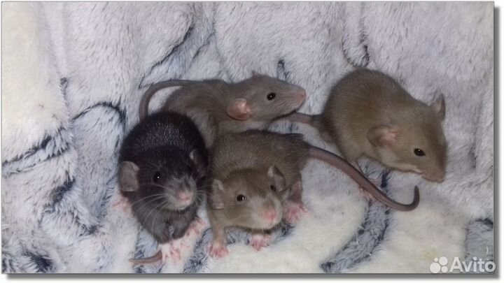 Крысята Дамбо малыши крысы