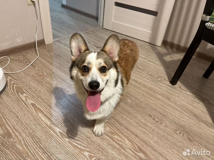 Вельш-корги пемброк вязка