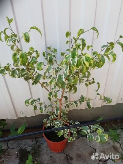 Фикус Барок Вариегатный