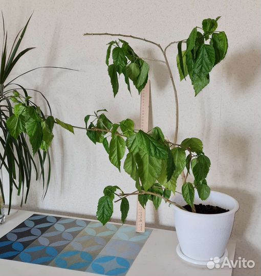 Гибискус махровый красный