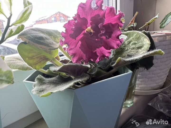 Фиалка стартер взбитые сливки