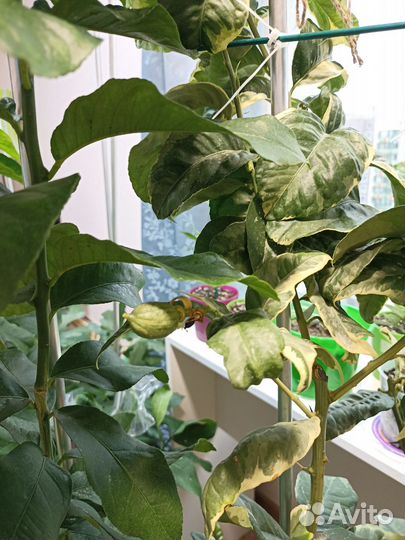 Лимон Эврика Пинк вариегатный