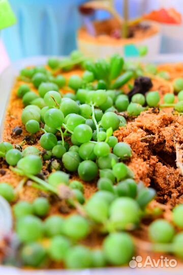 Суккуленты, крестовник