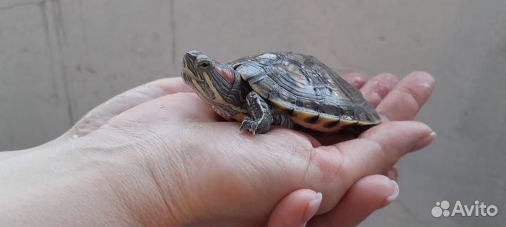 Красноухая черепашка ищет хозяина