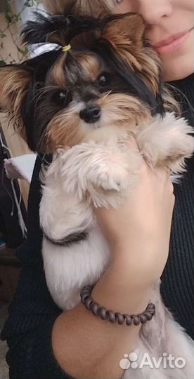 Вязка бивер йорков