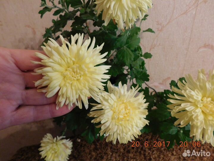 Хризантема домашняя