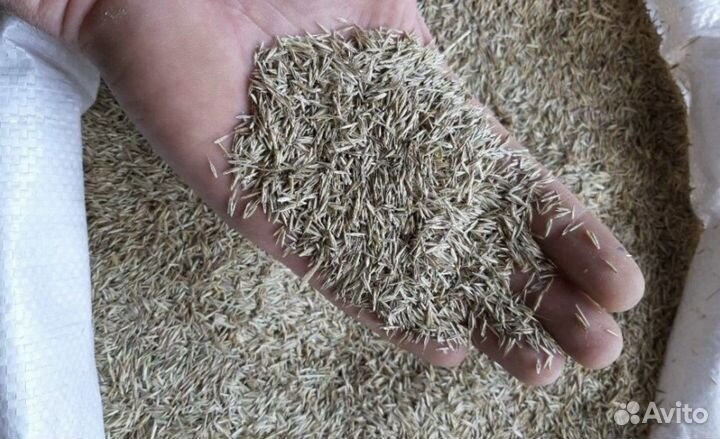 Семена овсяницы красной