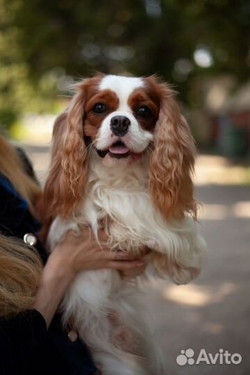 Вязка кавалер кинг чарльз спаниель