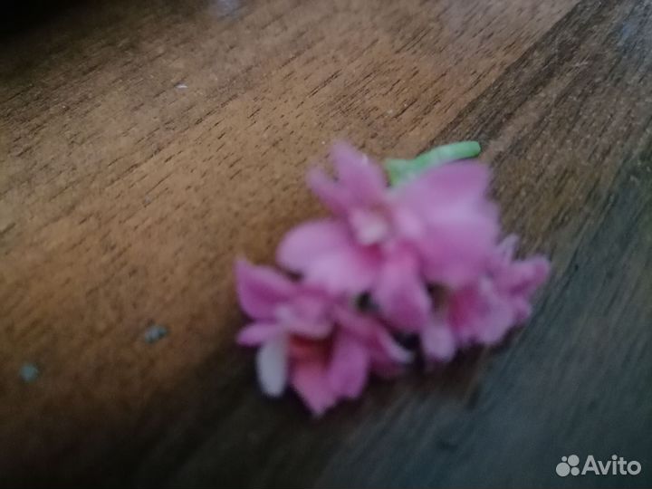 Каланхоэ цветущий