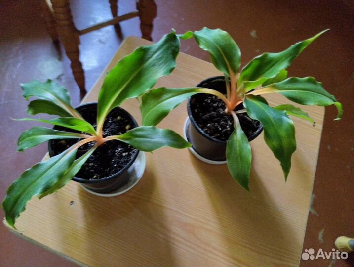 Хлорафитум Оранж