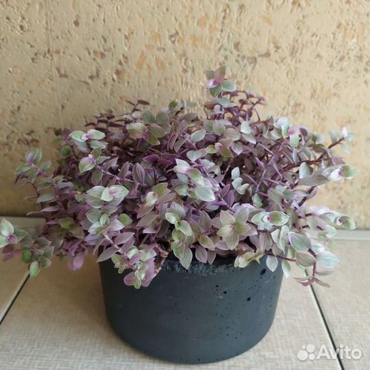 Каллизия розовая пантера