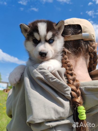 Щенок хаски