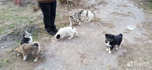 Щенки