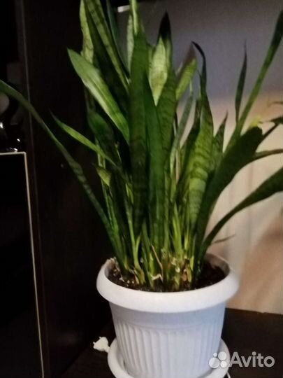 Сансевиерия